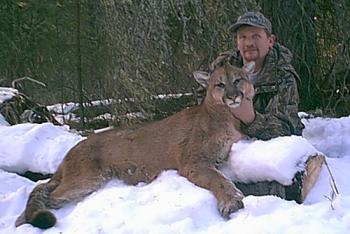 Photo of Mountain Lion - Troy Westmeyer Alberta cougar