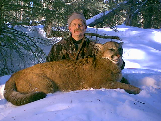 Photo of Mountain Lion - Jim Lawrence's 157 lb Alberta cougar 
