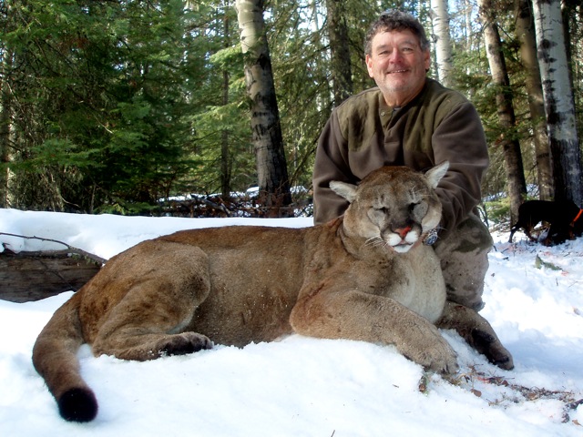Photo of Mountain Lion - Tim Terry's Alberta cougar