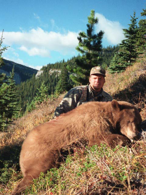 Photo of Cinnamon color phase Fall Bear