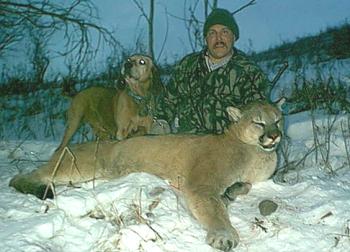 trophy cougar hunt