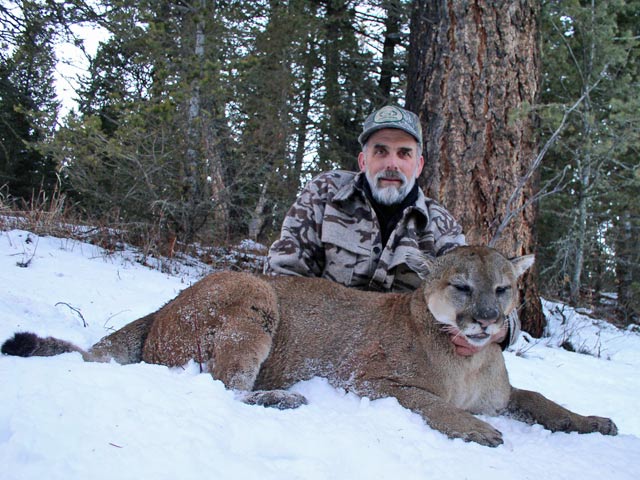 Trophy Cougar Hunt