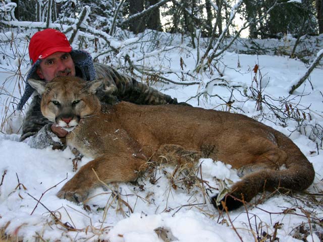 trophy cougar hunt