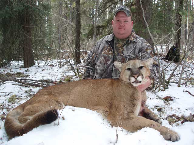 trophy cougar hunt