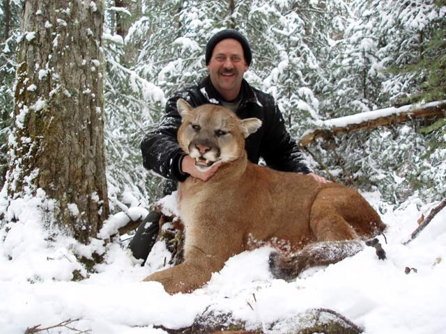 trophy cougar hunt