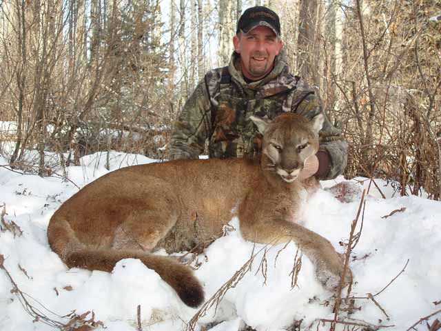 trophy cougar hunt