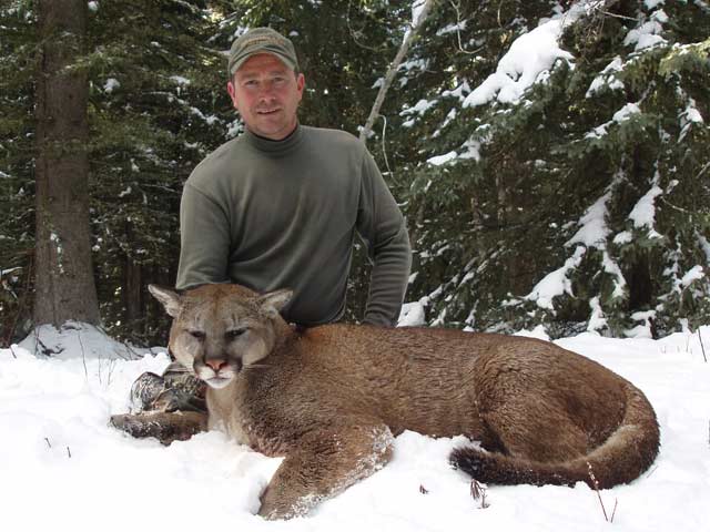 trophy cougar hunt