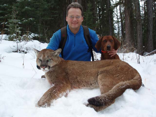 trophy cougar hunt