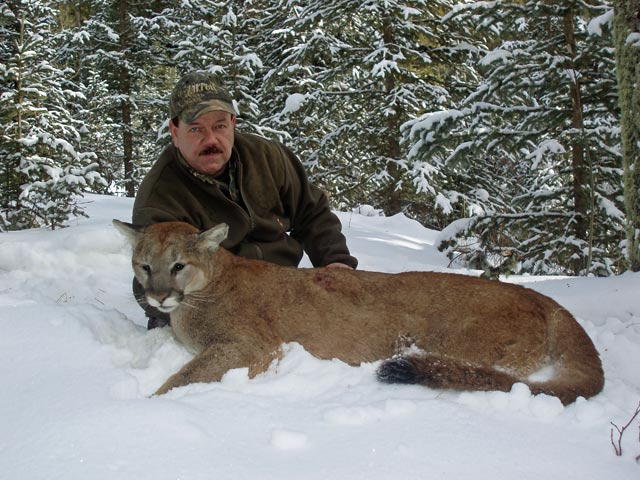 trophy cougar hunt