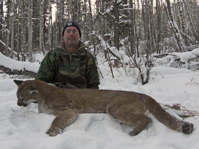 trophy cougar hunt