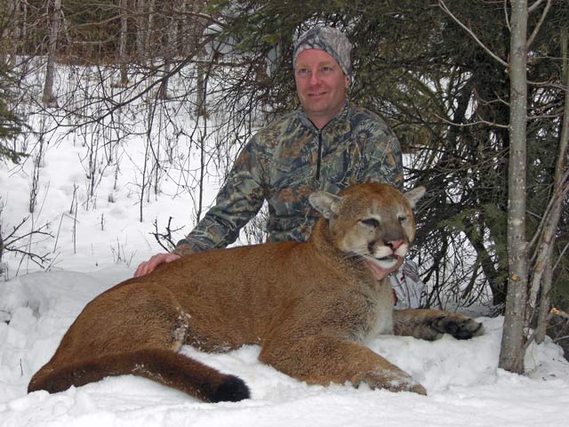 trophy cougar hunt