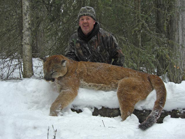 trophy cougar hunt