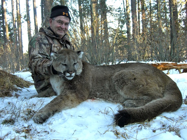 trophy cougar hunt