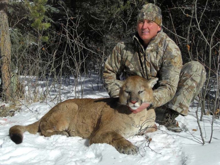 trophy cougar hunt