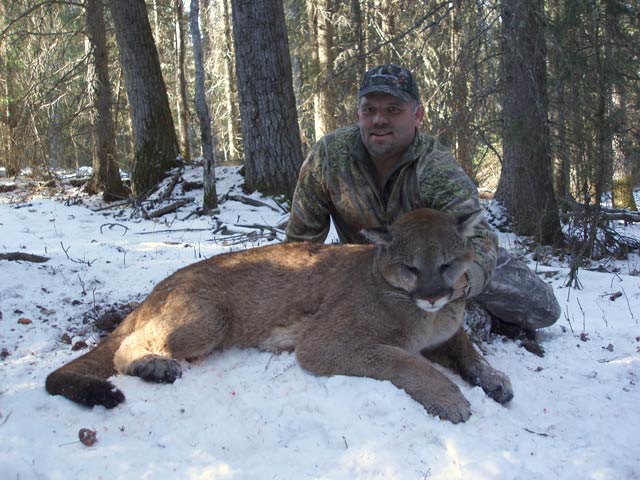 trophy cougar hunt