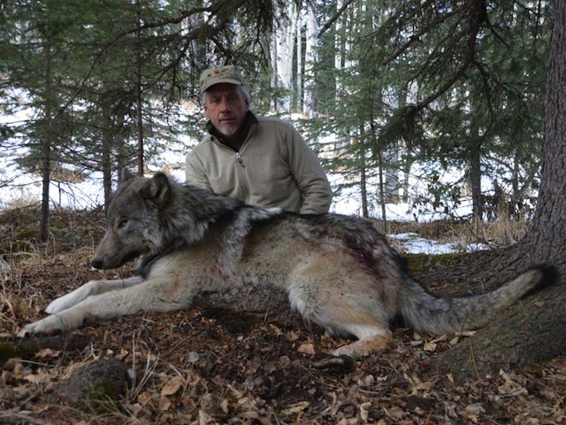 trophy wolf hunt