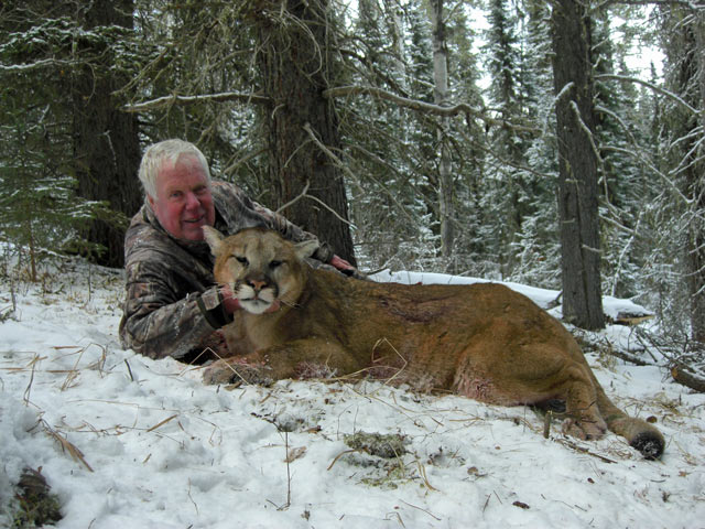 trophy cougar hunt