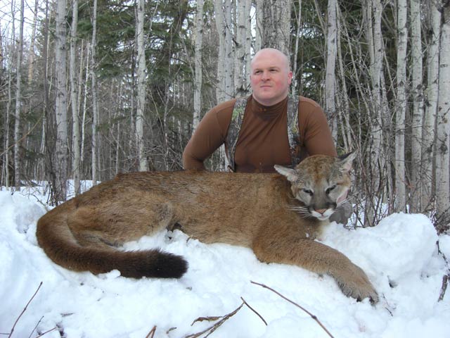 trophy cougar hunt