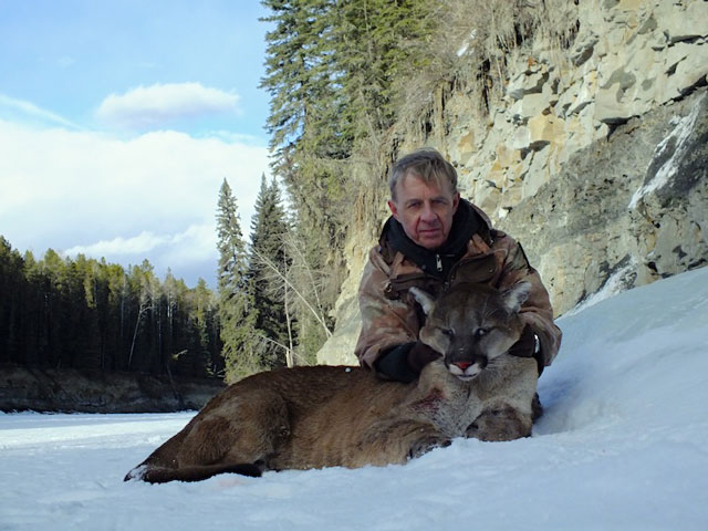 trophy cougar hunt