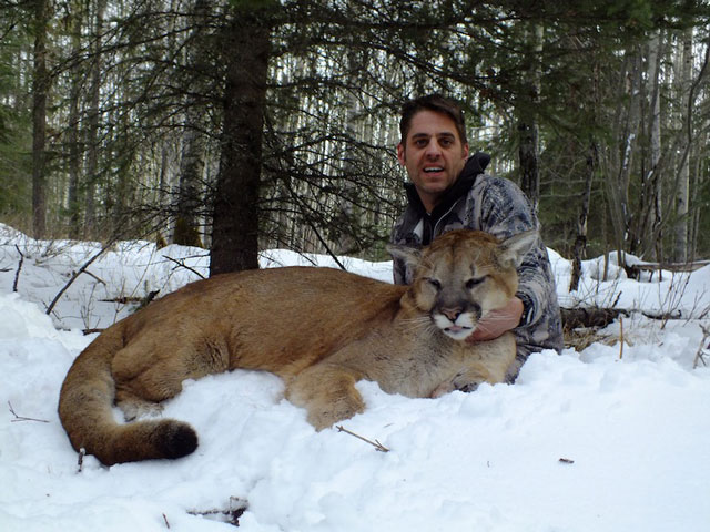 trophy cougar hunt