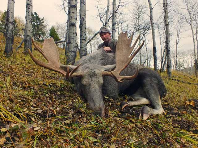 trophy moose hunt