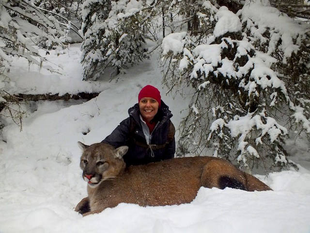 trophy cougar hunt