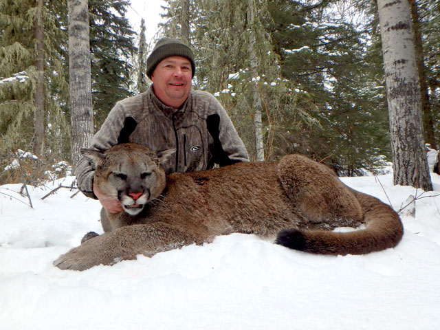 trophy cougar hunt