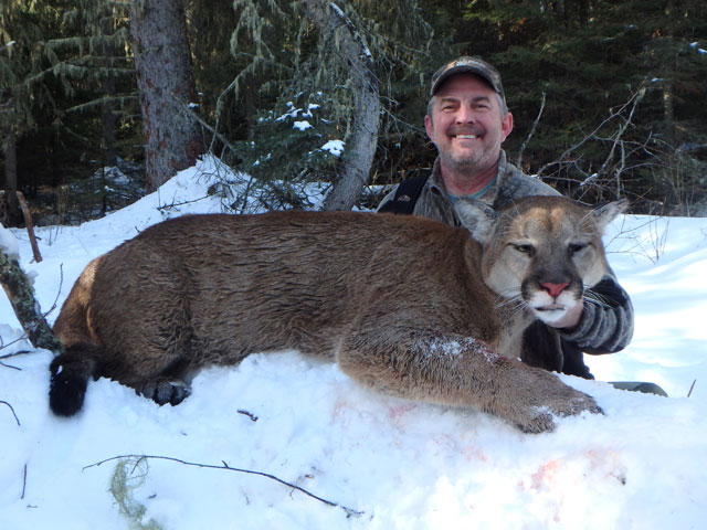 trophy cougar hunt