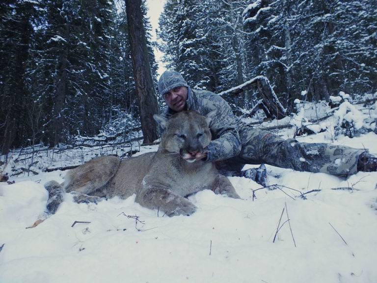 trophy cougar hunt