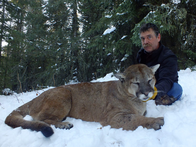 2018 trophy cougar hunt